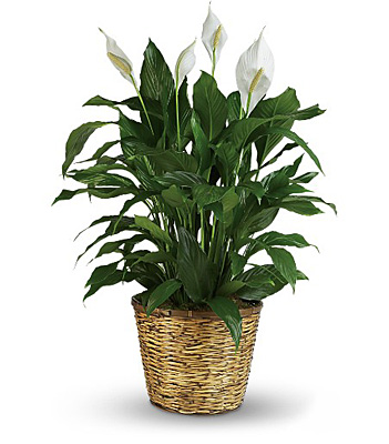 Simply Elegant Spathiphyllum - Large from Walker's Flower Shop in Huron, SD